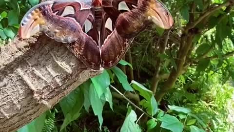 moth#beauty#animallover#giant