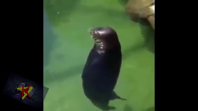 short funny video. cool video funny
