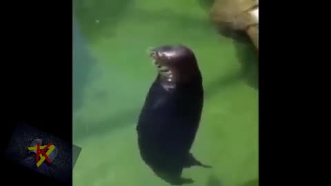 short funny video. cool video funny