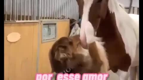 Laços de amizade e amor sincero