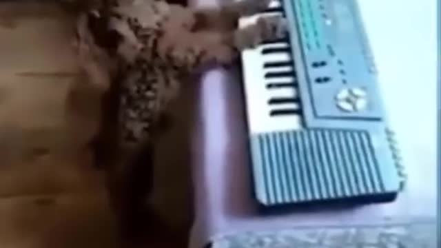 DOG PLAYING PIANO