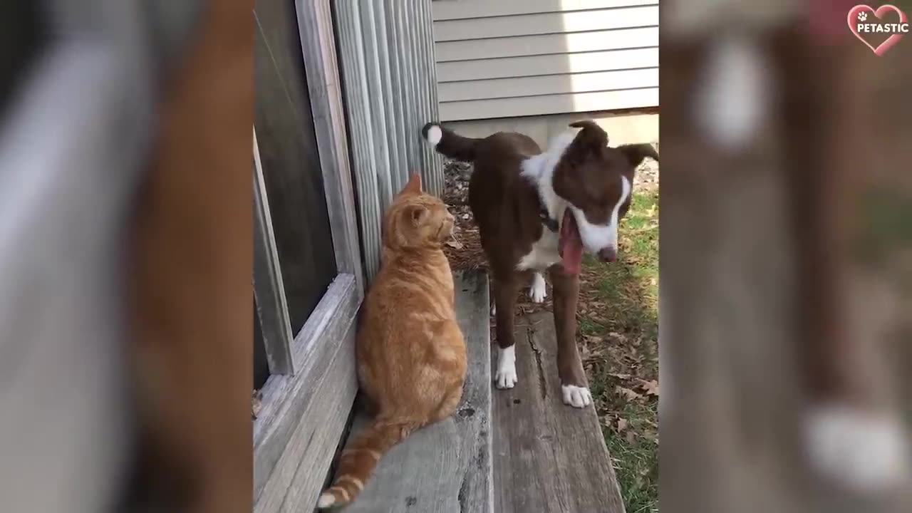 Cats vs Dogs Fighting - Funny Cats and Dogs Compilation -- PETASTIC