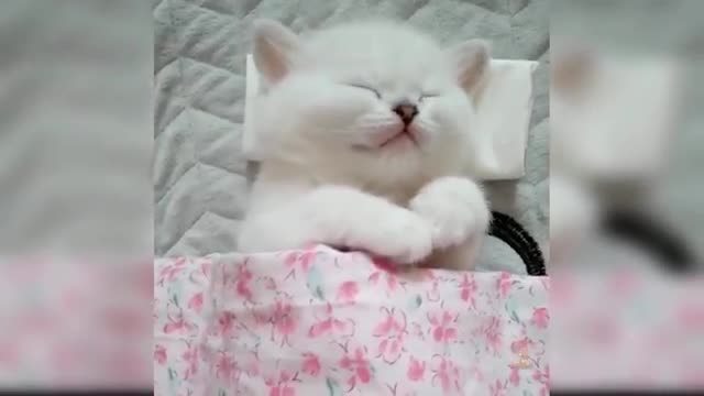 Baby cats,cute funny cats videos😸😸😸😸😻