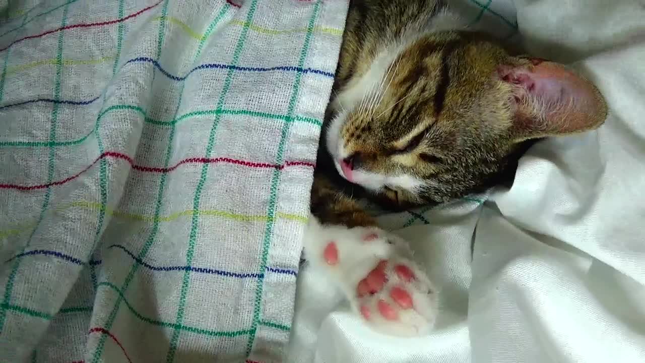 Cute Little Cat Has His Own Bedsheets