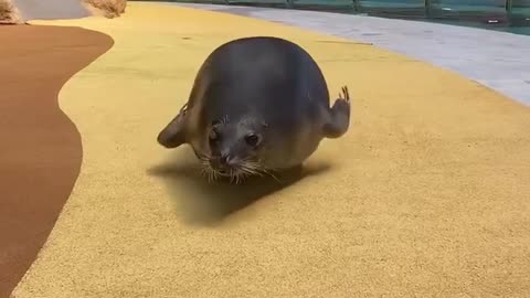 SEAL WALKING FUNNY