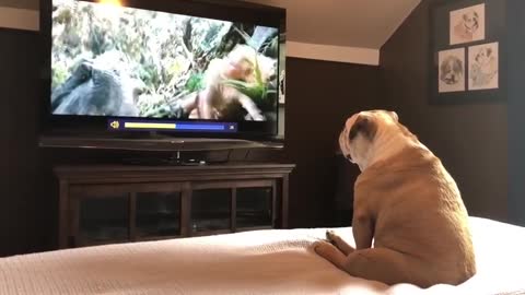 Bulldog Has Incredible Reaction To Actress In Trouble