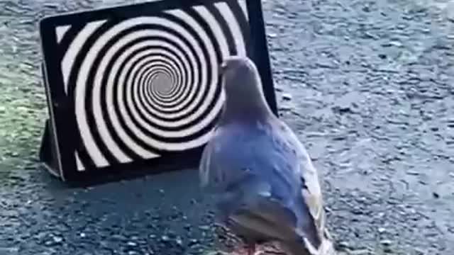 Pigeon Funny video || Fun2rumble