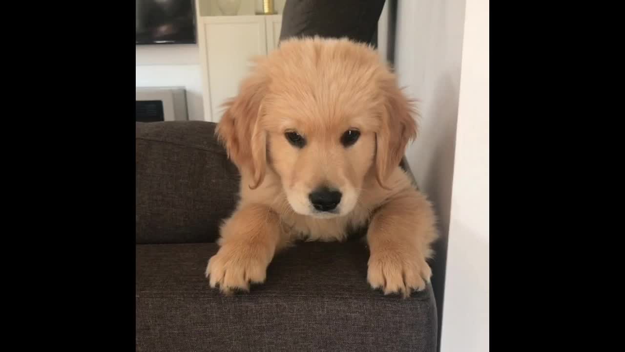 Adorable puppy nods when his owner asks him a question!