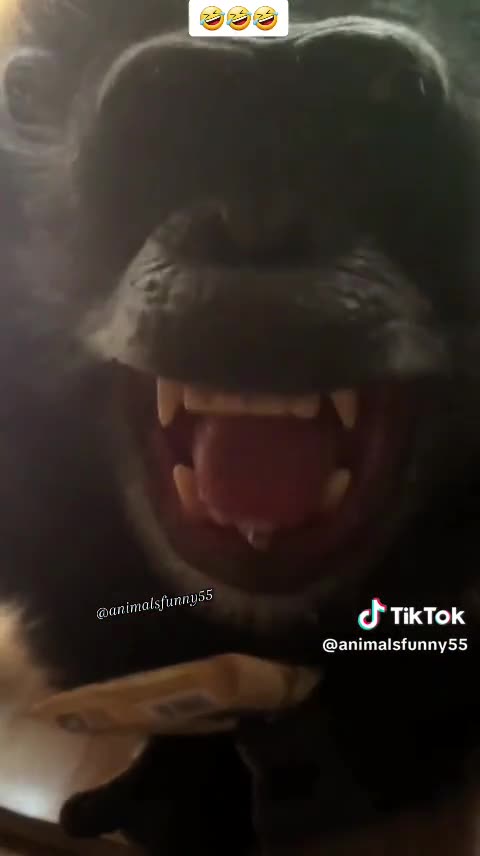 Funny animals compilation videos #19