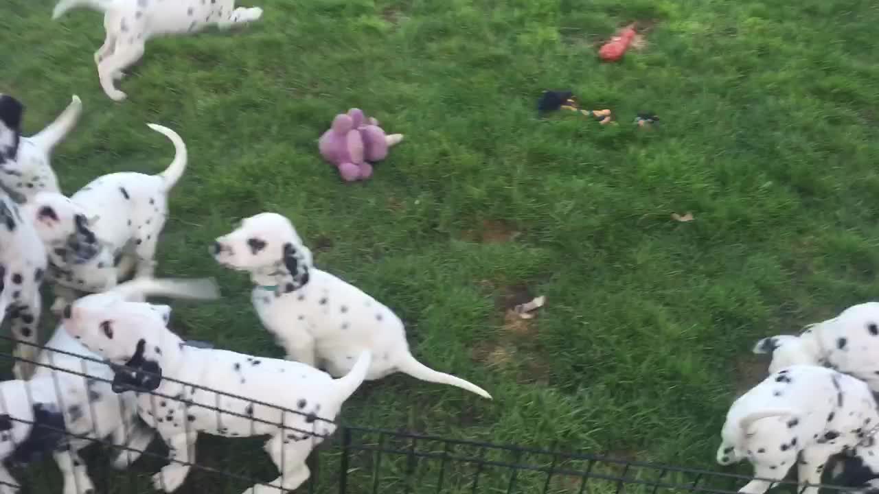 Mamma Dalmatian shows pups how to play fetch