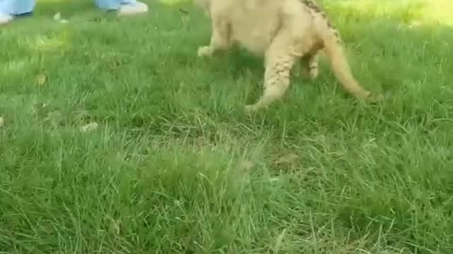 Do you dare to play like this when I grow up, haha