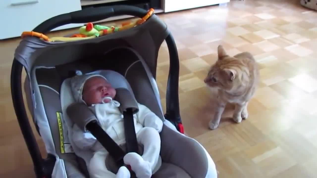 Cats Meeting Newborn Babies for the FIRST Time (Reaction) Part-2