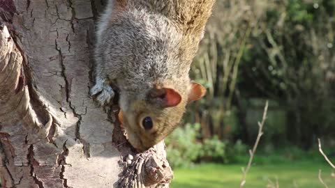 Amazing forest squirrels