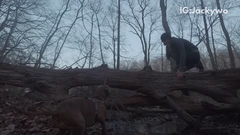 Brown pitbull tries to jump on wooden log and falls on back