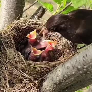 Mother is feeding her childeren🐦