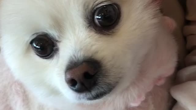 a cute puppy with thick double eyelids