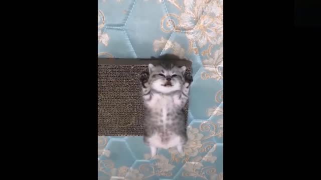 Funny animals [] Try not to laugh compilation 55