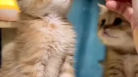 Cute cats