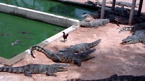 Crocodile ate chicken instant attack. Dinosaur clash