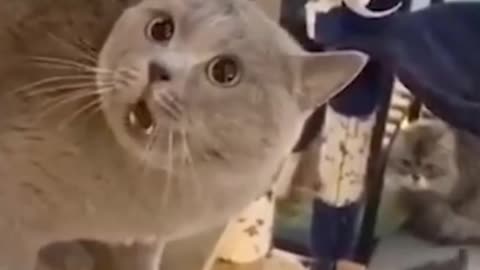 Try Not To Laugh - Cats Reaction