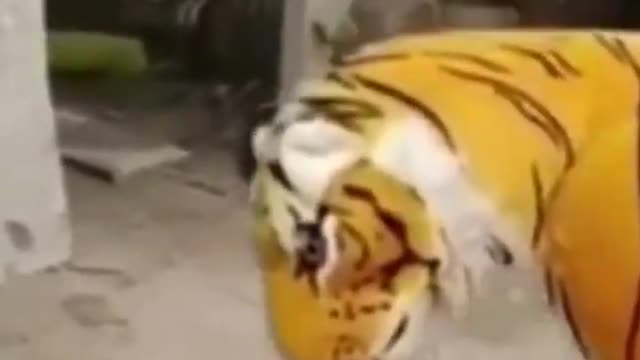 DOG WITH FAKE LION