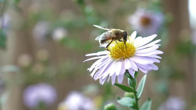 #Bees#Bees video# Animal video#