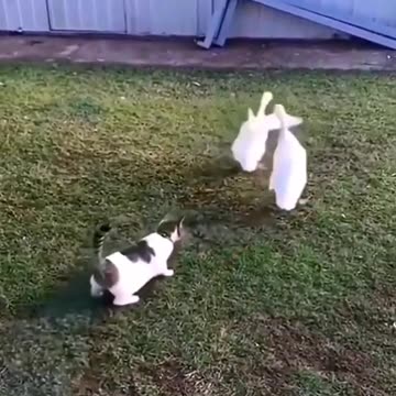 Funny Animal | 😂 Yep..everyone needs a guard cat!