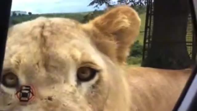 Lion opens car door