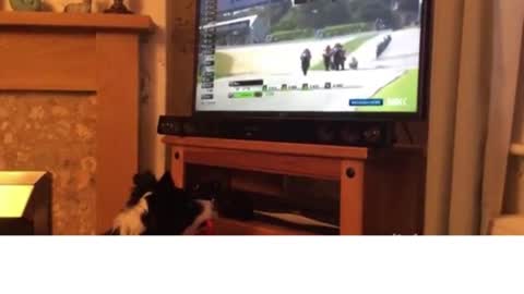 Dog loves bike racing