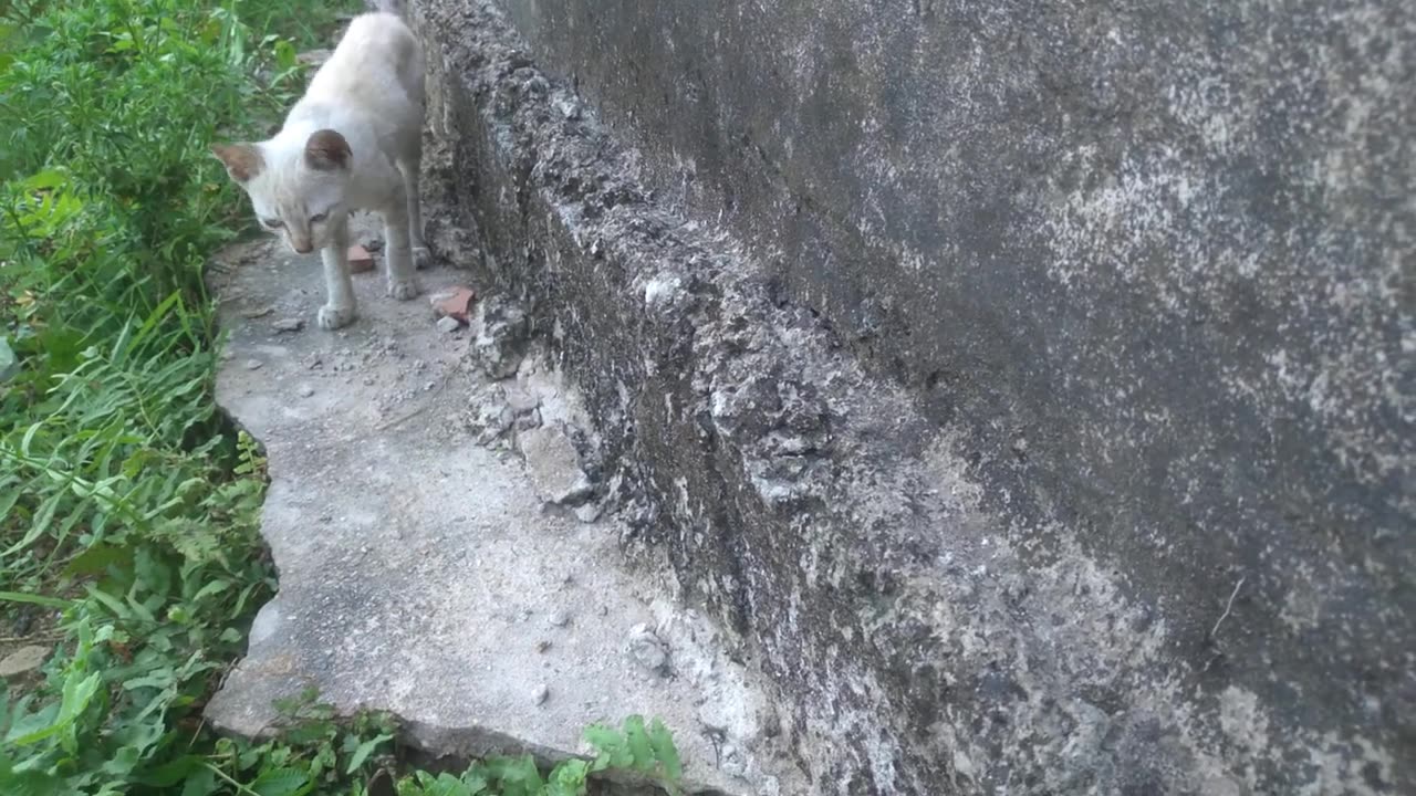 cute kitten videos (p14)