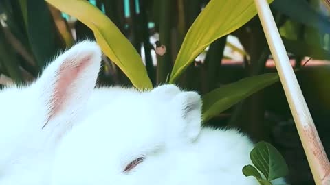 garden-green-rabbits-cute-animal