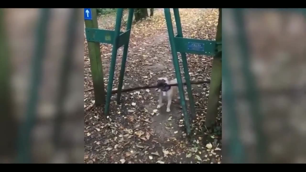 Cats & Gun