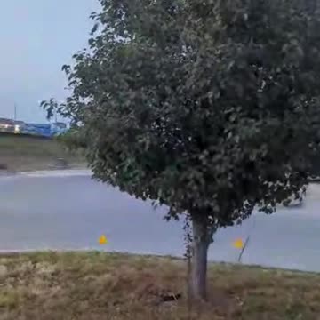 BradKuz76 Tree Full of Birds