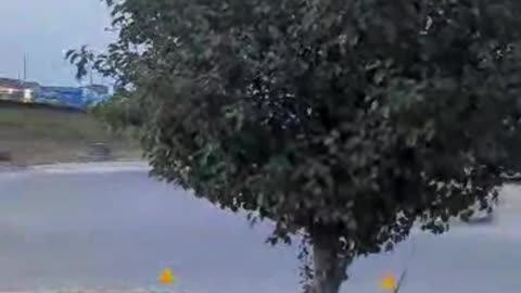 BradKuz76 Tree Full of Birds