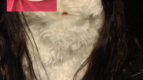 Clapper beard CHAMP