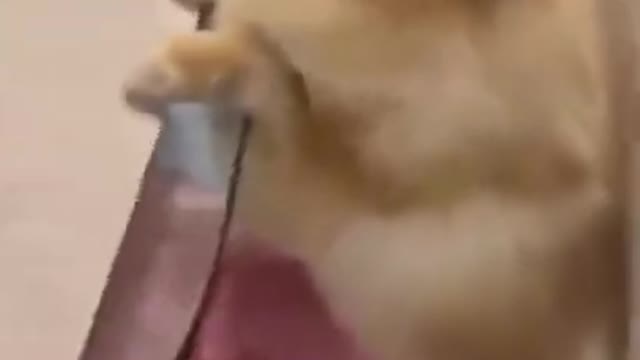 dog got scared of the tik tok video 😅 #shorts
