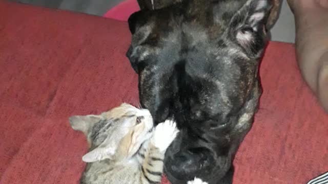 Kitten plays with her surrogate doggie mum!