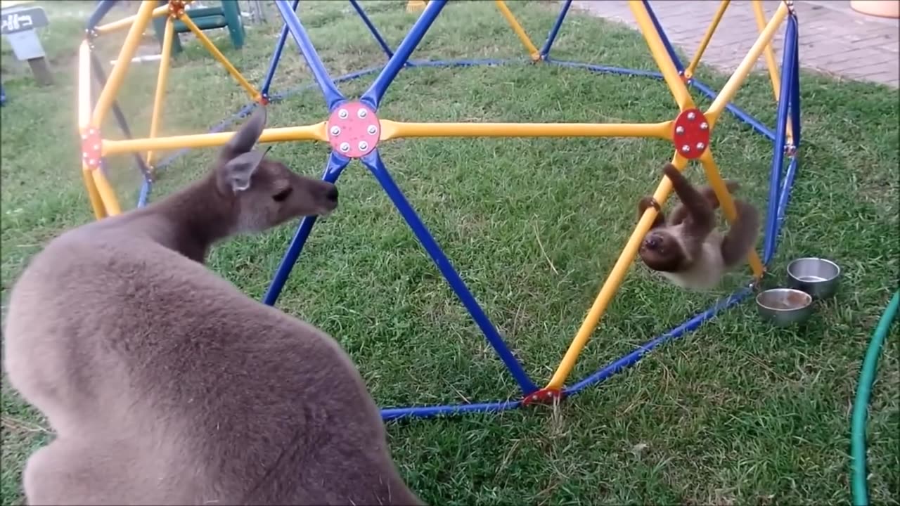 Baby Sloths