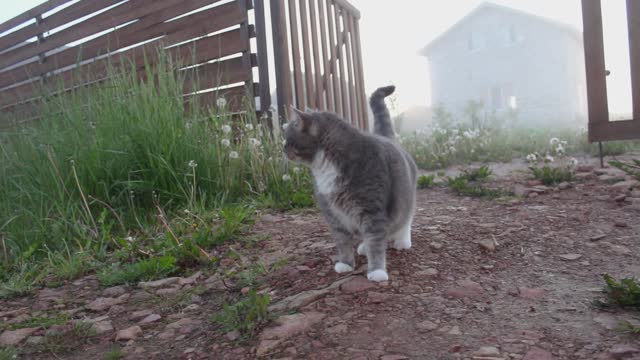 Lovely big cute cat