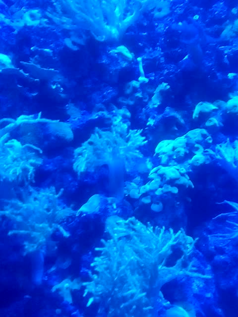 ocean dwellers corals