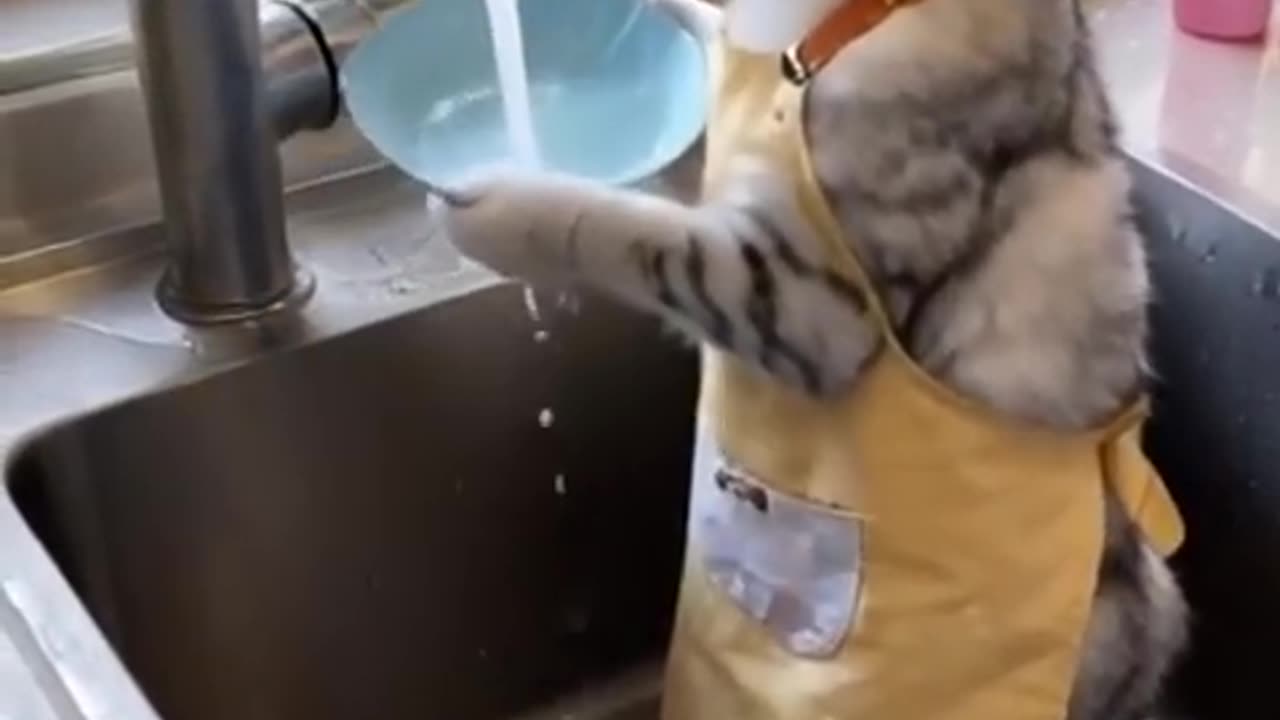 cute cat washing dishes