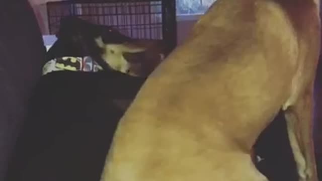 Black dog slaps brown dog for sitting on him