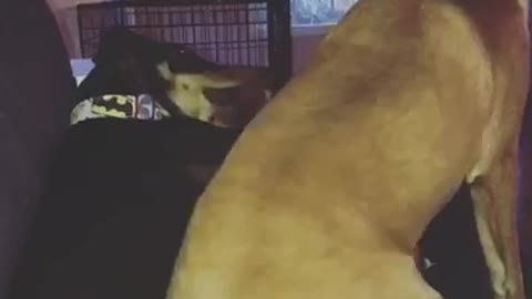 Black dog slaps brown dog for sitting on him