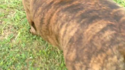 Brown dog with black collar walks on grass while music plays