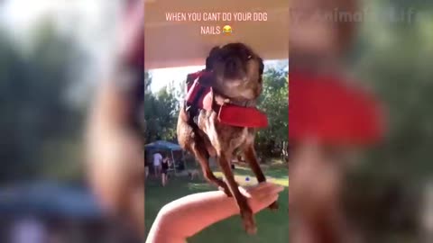 enjoy funny cat and dog