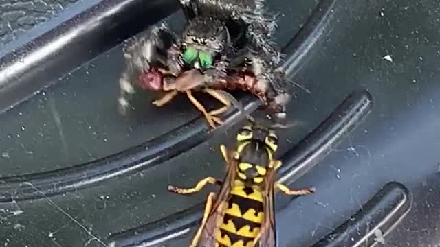 Jumping Spider Steals Snack