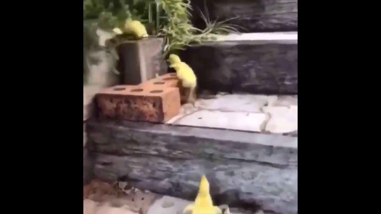 Cutest Animals Compilations - wow wow wow