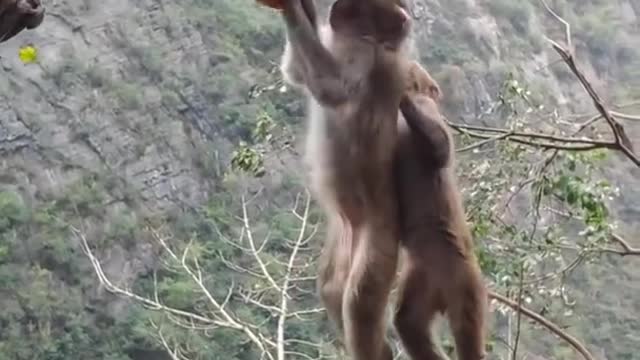 Funny Monkey and Cute Monkey