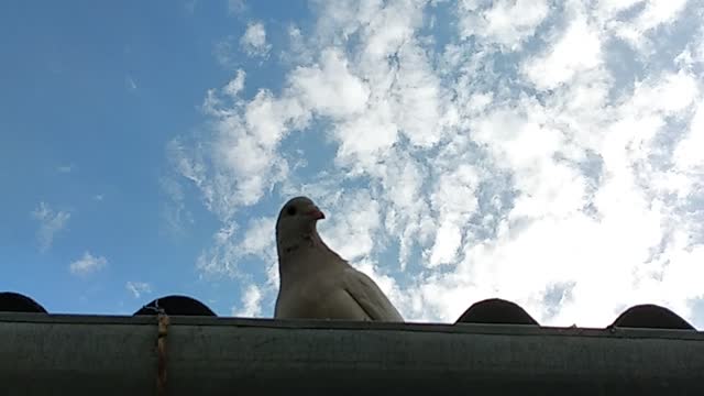 Pigeons