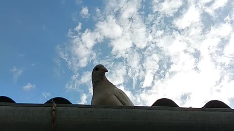 Pigeons